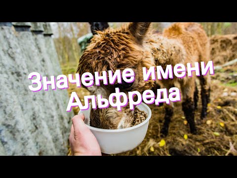 Значение имени Альфреда. Толкование, судьба, характер