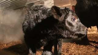 AgweekTV: Cold Calving