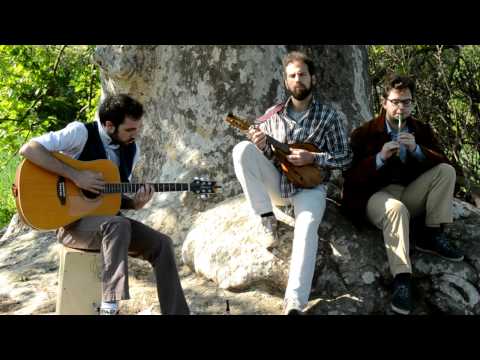 Tiny Barrels - "Kilfenora / Morrison's Jig / Father o'Flynn" - Plane Tree Session