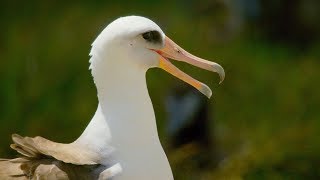 This 67 Year Old Bird Could Be The Oldest In The World  Bbc Earth