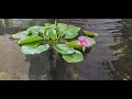 Mencoba tanam teratai di kolam koi perfect harmony of koi and lotus 150521