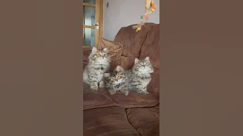 Video 7098831: cats kittens cute siberian, siberian kitty cat, siberian kitten playing, catlover siberian, siberian cattery, curious kitten, kittens mother