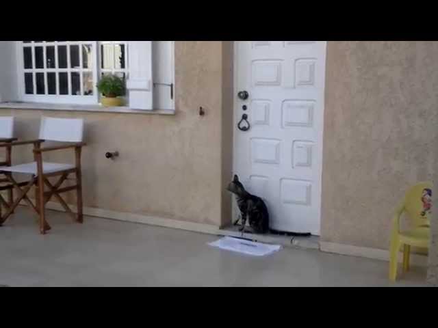 Cat knocking on the door