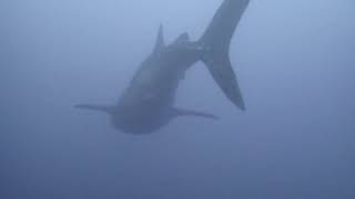 Whale Shark short from Tubbatahha 2024 trip