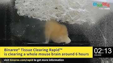 Binaree Tissue Clearing RAPID System Protocol.