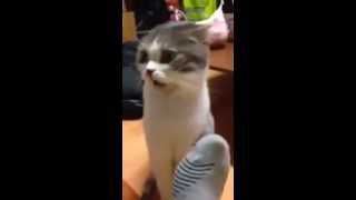 Cat sniffing socks