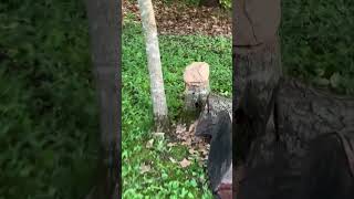 Shooting a BB gun at a clay block ￼