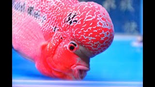 9歲長壽羅漢魚飼養密訣大公開