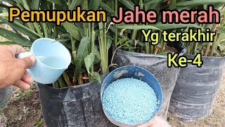 The last way to fertilize red ginger in polybags