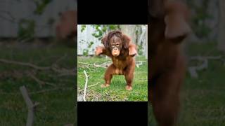 Monkey Dance In Funny Way