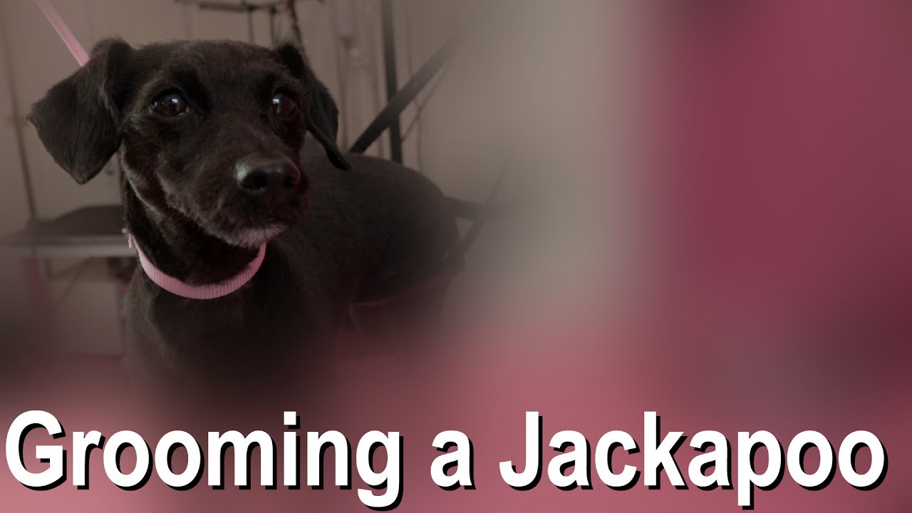 Grooming a Jackapoo Pooch Boutique Dog Grooming YouTube