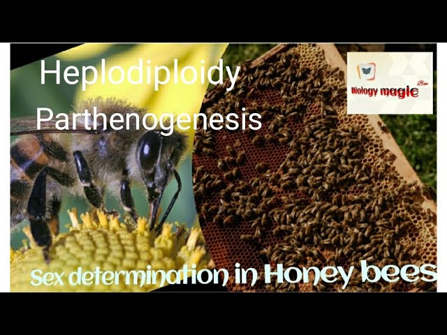 Class 12: Sex determination in honey bee. - YouTube