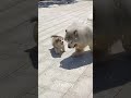 new dogs #CatLovers, #KittyCity, #Meow, #CatLifeFunny: #FunnyPets, #PetFail, #FunnyAnim@Vixal-y