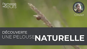 Quelle est la nature du mot pelouse ?