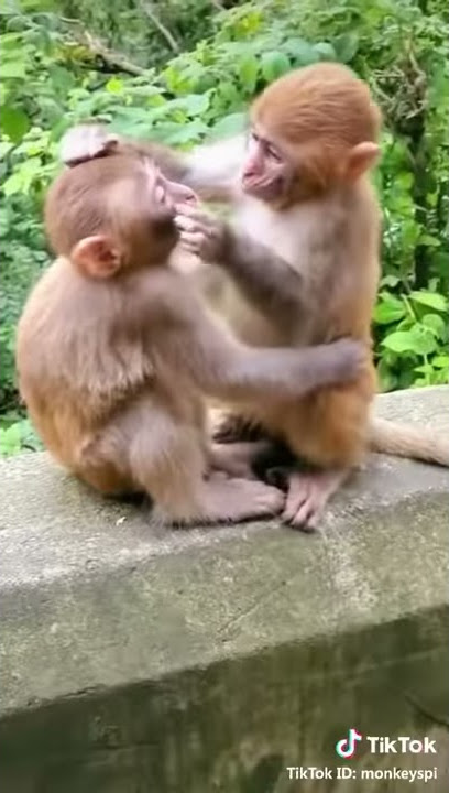 Tik Tok Lucu🤣🤣.!!