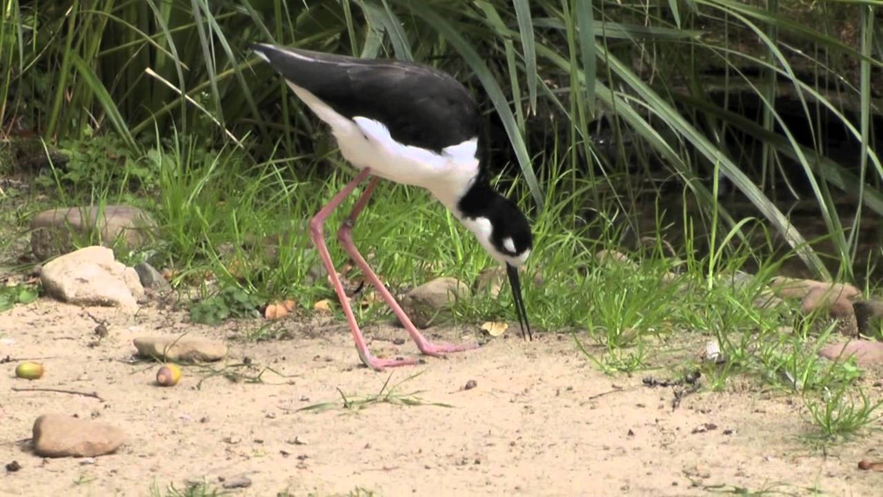 Stelzenläufer Nahrungssuche