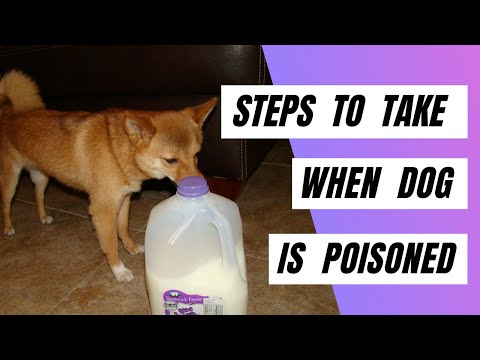 Βίντεο: Dog Swallowed Posion - Poison Swallowed By Dog Treatment