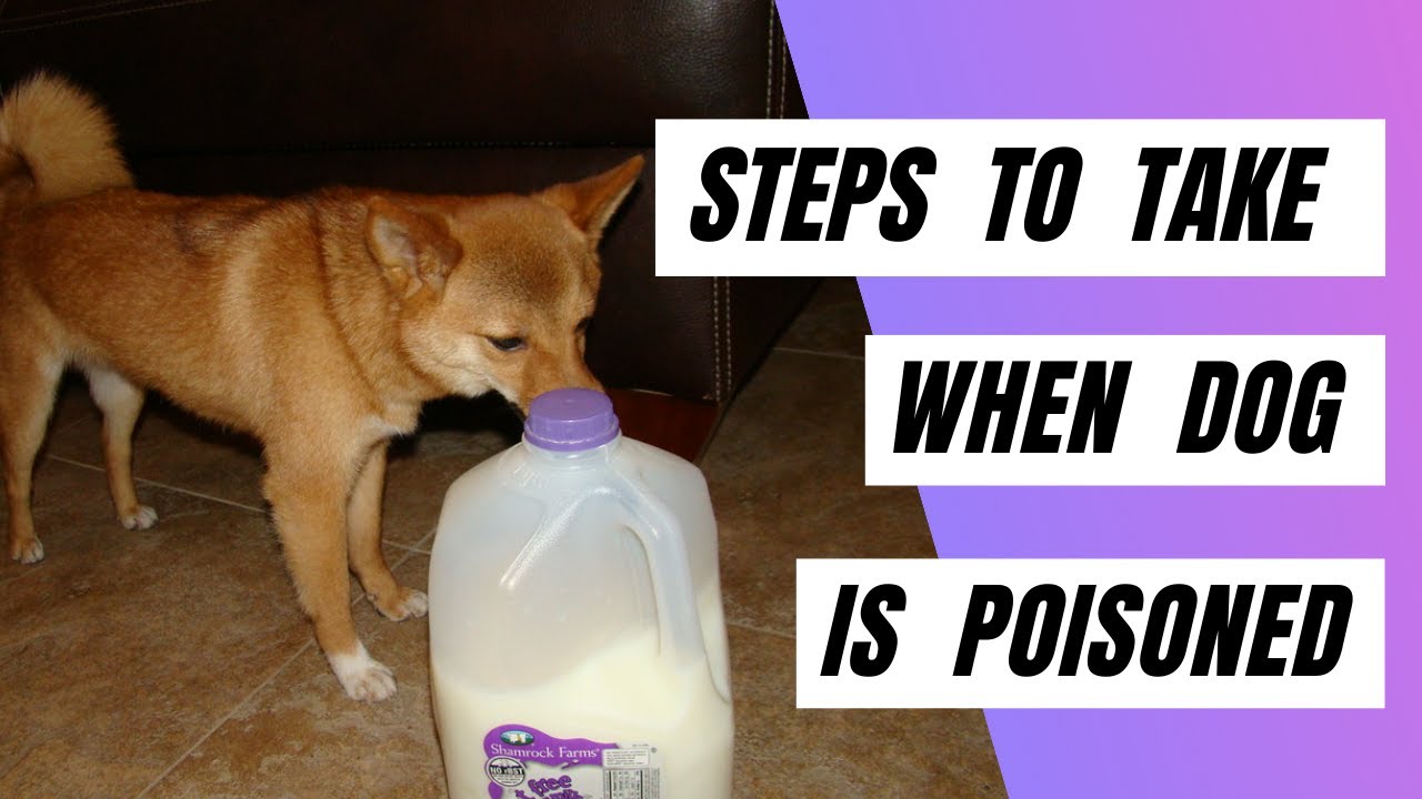 Steps To Take When Your Dog Is Poisoned | Treat A Dog That Has Been Poisoned