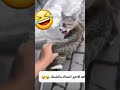 عالم مصطفى المومري اشتراك بالقناة اليصلك كل جديد اكسبلور ضحك