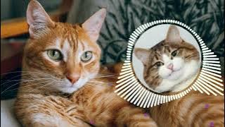 Dj kucing oyen call me baby call me now (ring ding dong)  tik tok viral wee