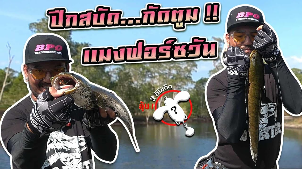 เหยื่อดีไม่ดีวัดกันที่ตัวเบ็ด แมงฟอร์ซวัน ปีกสบัดกัดตูม!!!!!
