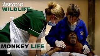 S2E20 | Orangutan Aris Suffers From A Stroke | Monkey Life | Beyond Wildlife