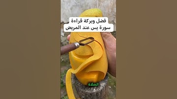 فضل وبركة سورة يس . الشيخ الشعراوي