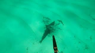 spearing cobia 110 Rob Allen Sparid.