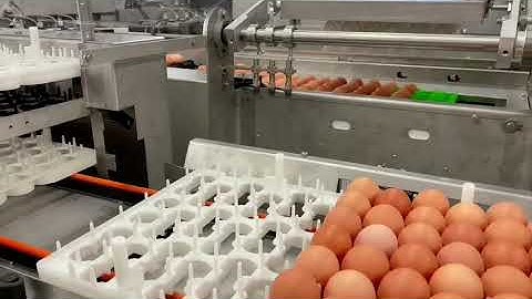 DAMTECH eggpacking in setter trays