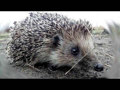 Сердитый еж фыркает
