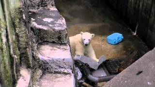 いつもそばには壊れたコンテナを~Polar Bear cub is playing