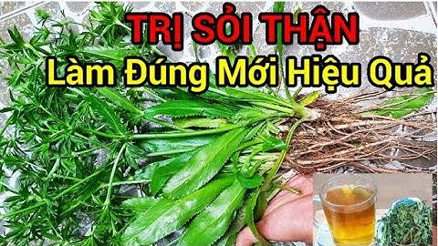 Chỉ 1 nắm MÙI TÀU ( Ngò gai) làm theo cách này trị dứt điểm SỎI THẬN, SỎI BÀNG QUANG trong 7 ngày