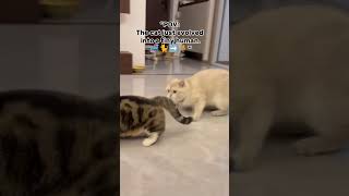 POV: The cat just evolved into a tiny human.🧬🐈➡️🧍 #cat #catshorts #funnyvideo #funnyshorts