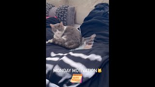 Baby Cat's Monday Motivation