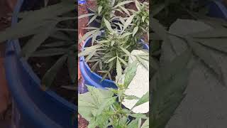 Week 5-6 into flowering (marijuana grow)