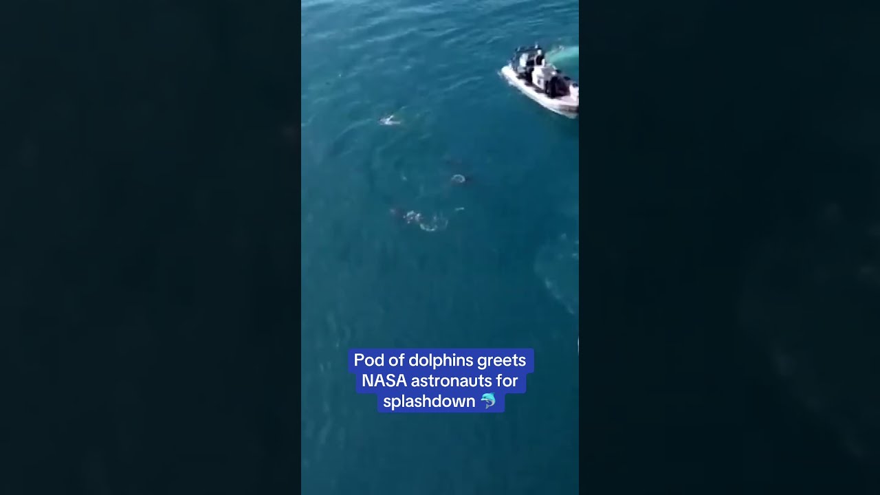 Pod Of Dolphins Greet NASA Astronauts After Splashdown