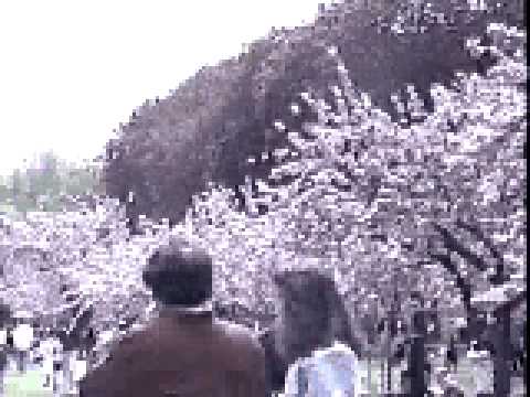 Sakura Cherry Blossom Festival Music Video