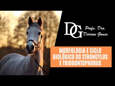 Видео: Является ли strongylus vulgaris зоонозным?