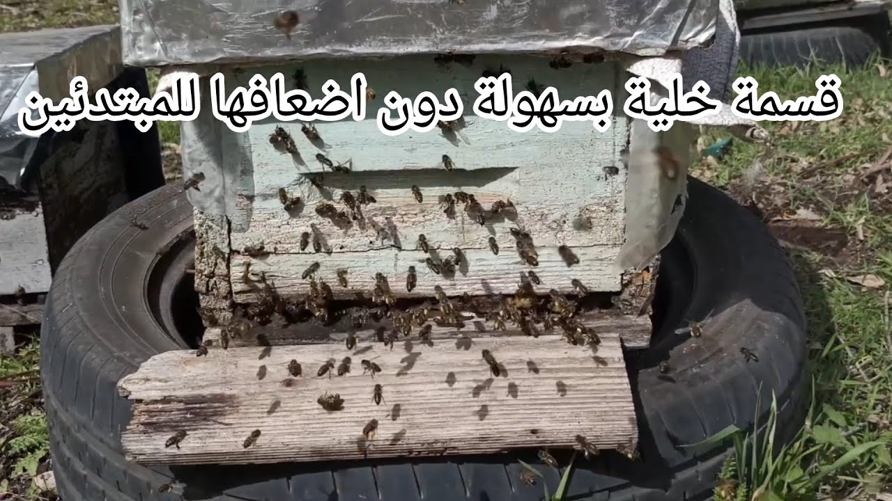 أحسن و أفضل طريقة لتقسمة خلايا النحل 🐝
