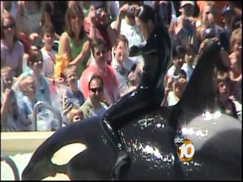 Orlando SeaWorld Trainer Killed - 10News Investigates the History of Killer Whale Attacks