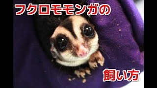 フクロモモンガの飼い方