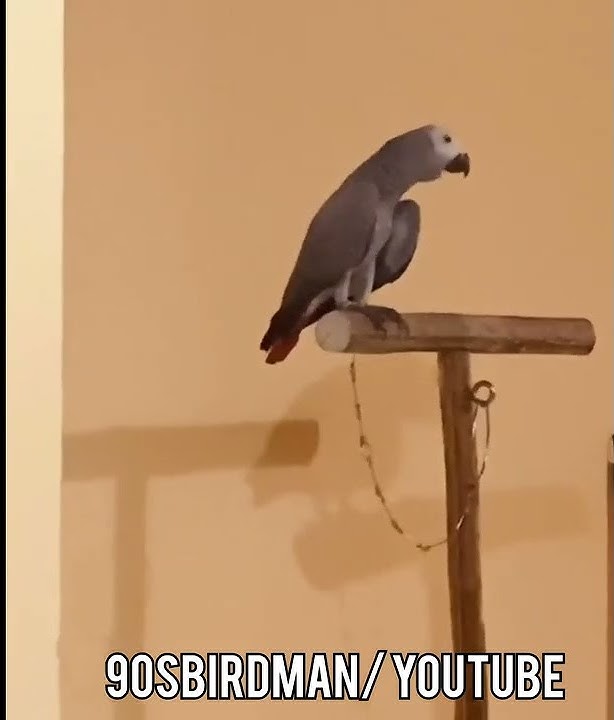 Assalamualaikum - Talking Grey Parrot