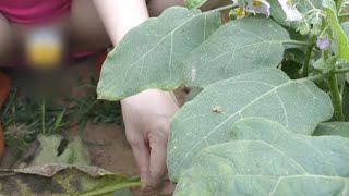 How to care my Garden | Cleaning Aunty blog | Cleaning video