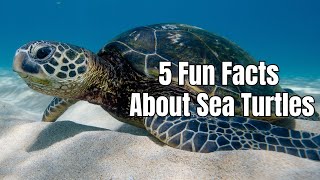 5 Fun Facts About Sea Turtles -  Turtle Facts  #SeaTurtles #FunFacts #OceanLife #facts