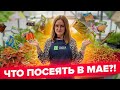 УСПЕВАЙТЕ! Что посеять в мае?