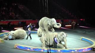 Ringling Brothers & Barnum & Bailey Circus - Elephants