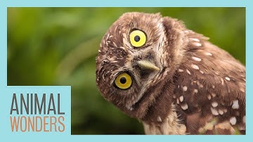 Can Owls Really Turn Their Heads All The Way Around?