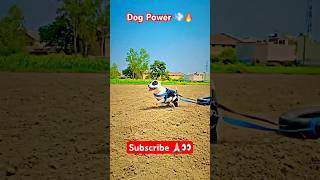 Pitbull Dog Power #dog #trending #viral #shortsvideo #pitbulldog #pitbull #powerful #gsd