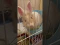 No reaction #funny #pets #rabbit
