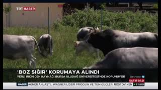 BOZ SIĞIR IRKI BURSA’DA KORUMA ALTINA ALINDI Resimi